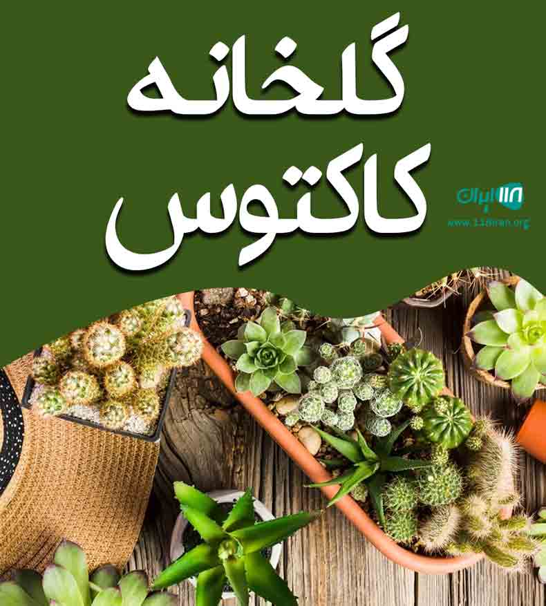 گلخانه کاکتوس در رشت