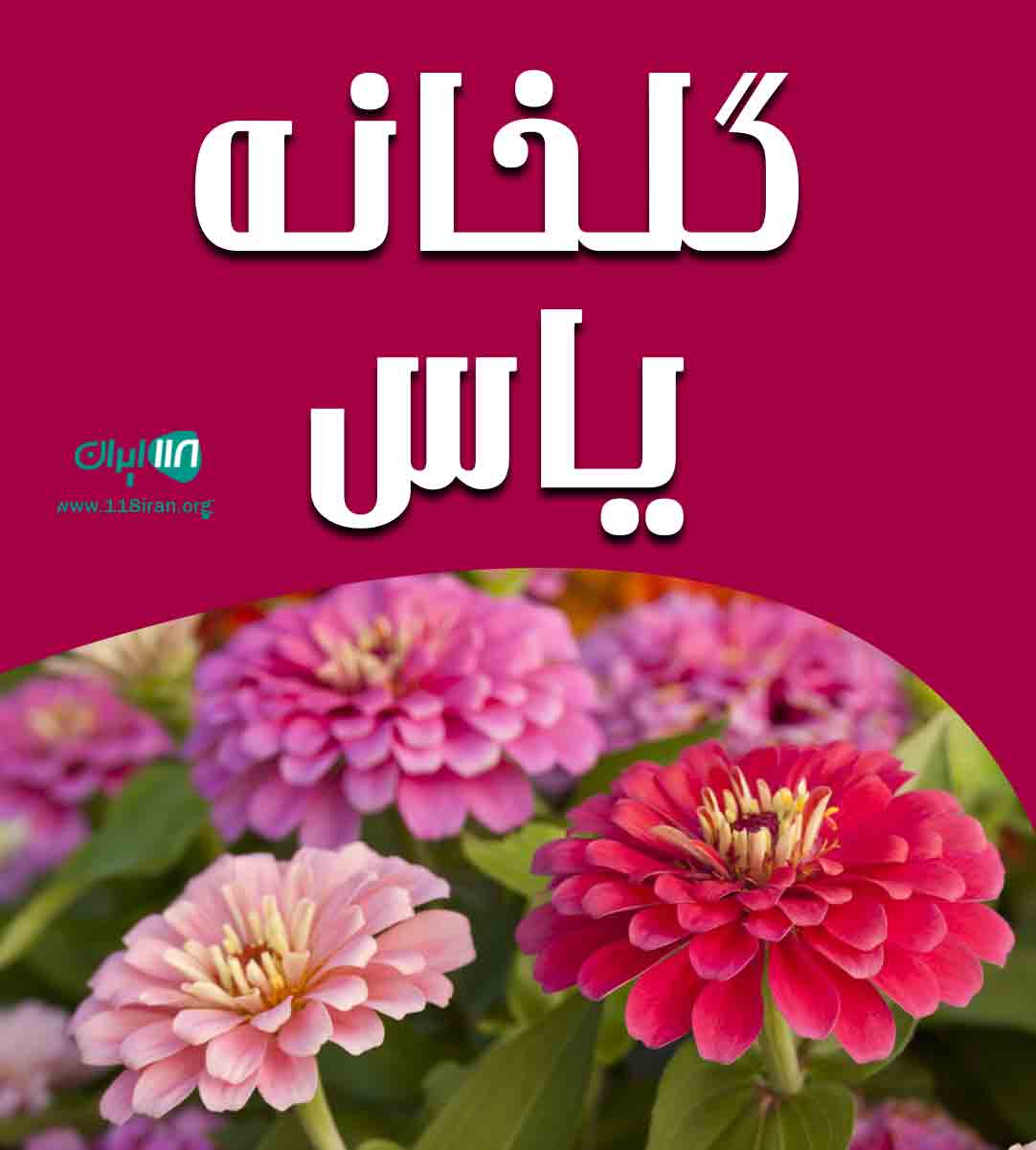 گلخانه یاس در زنجان