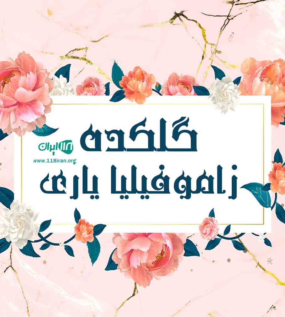 گلکده زاموفیلیا یاری در تبریز گلکده زاموفیلیا یاری در تبریز