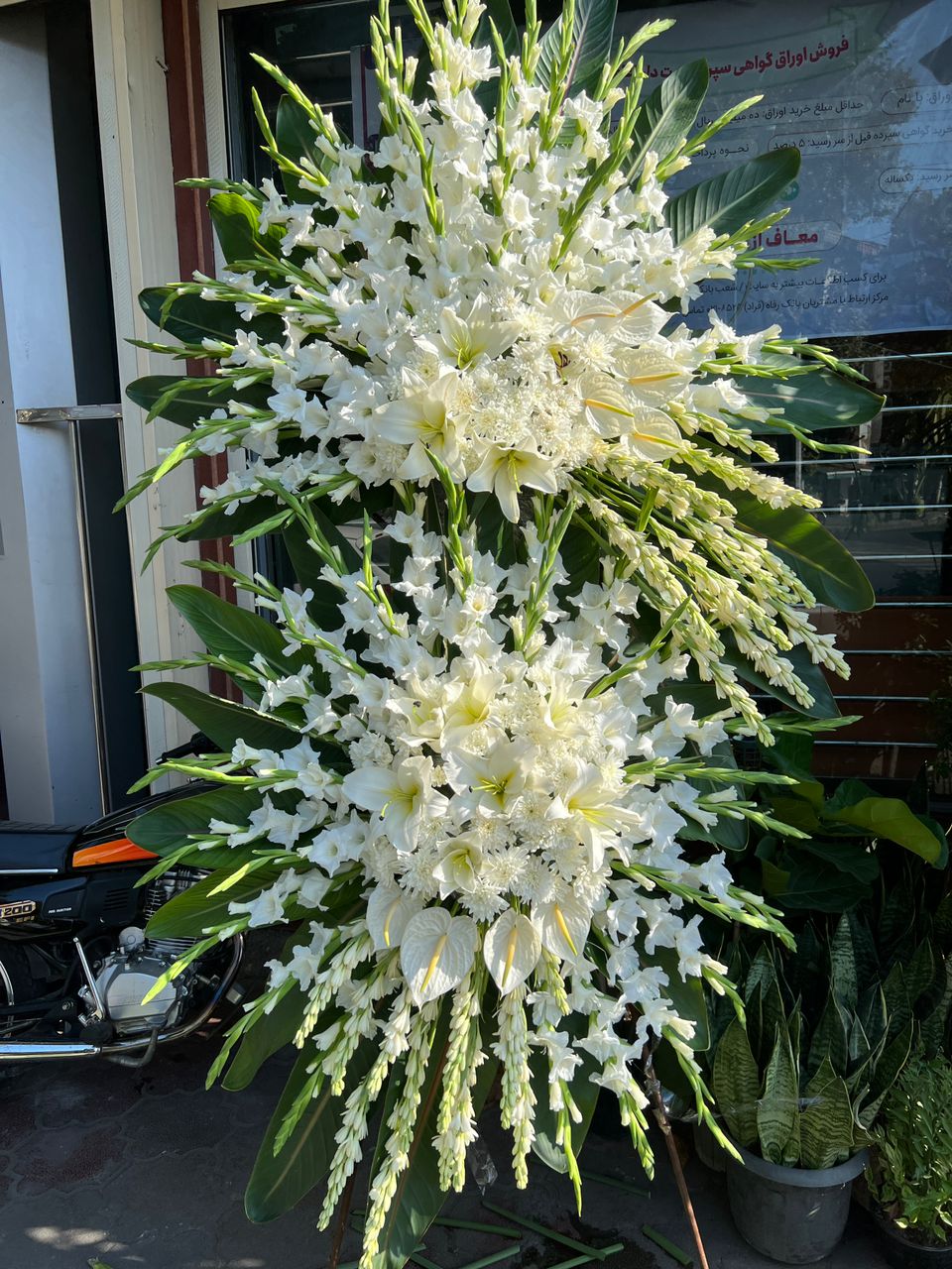 گلفروشی سیناگل در رشت گلفروشی سیناگل در رشت