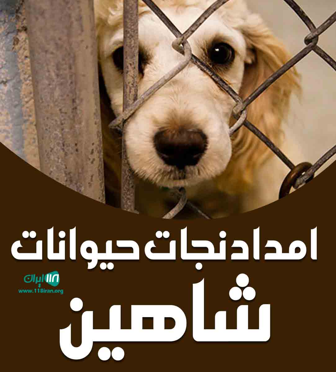 امداد نجات حیوانات شاهین در تهران