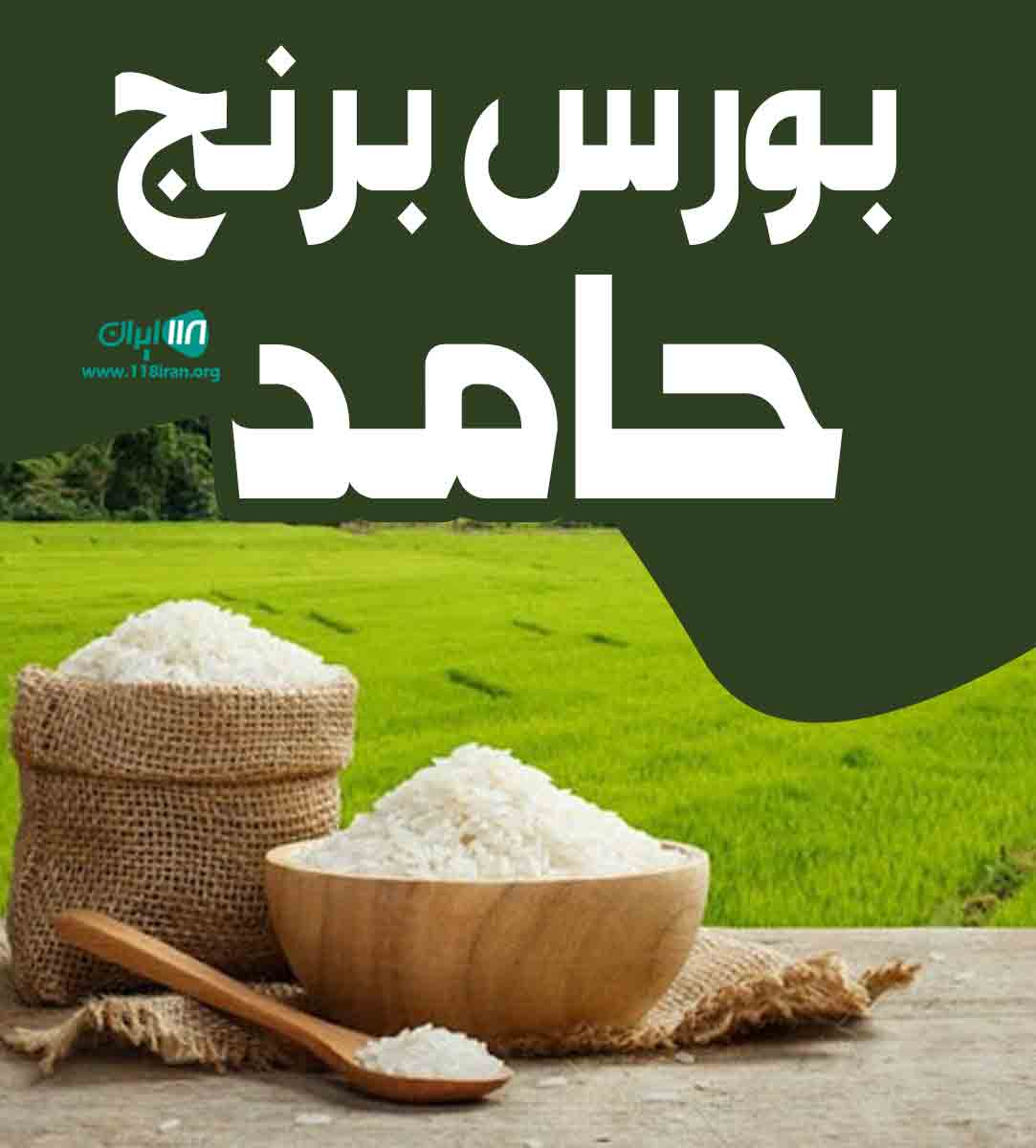 بورس برنج حامد در لشت نشا بورس برنج حامد در لشت نشا