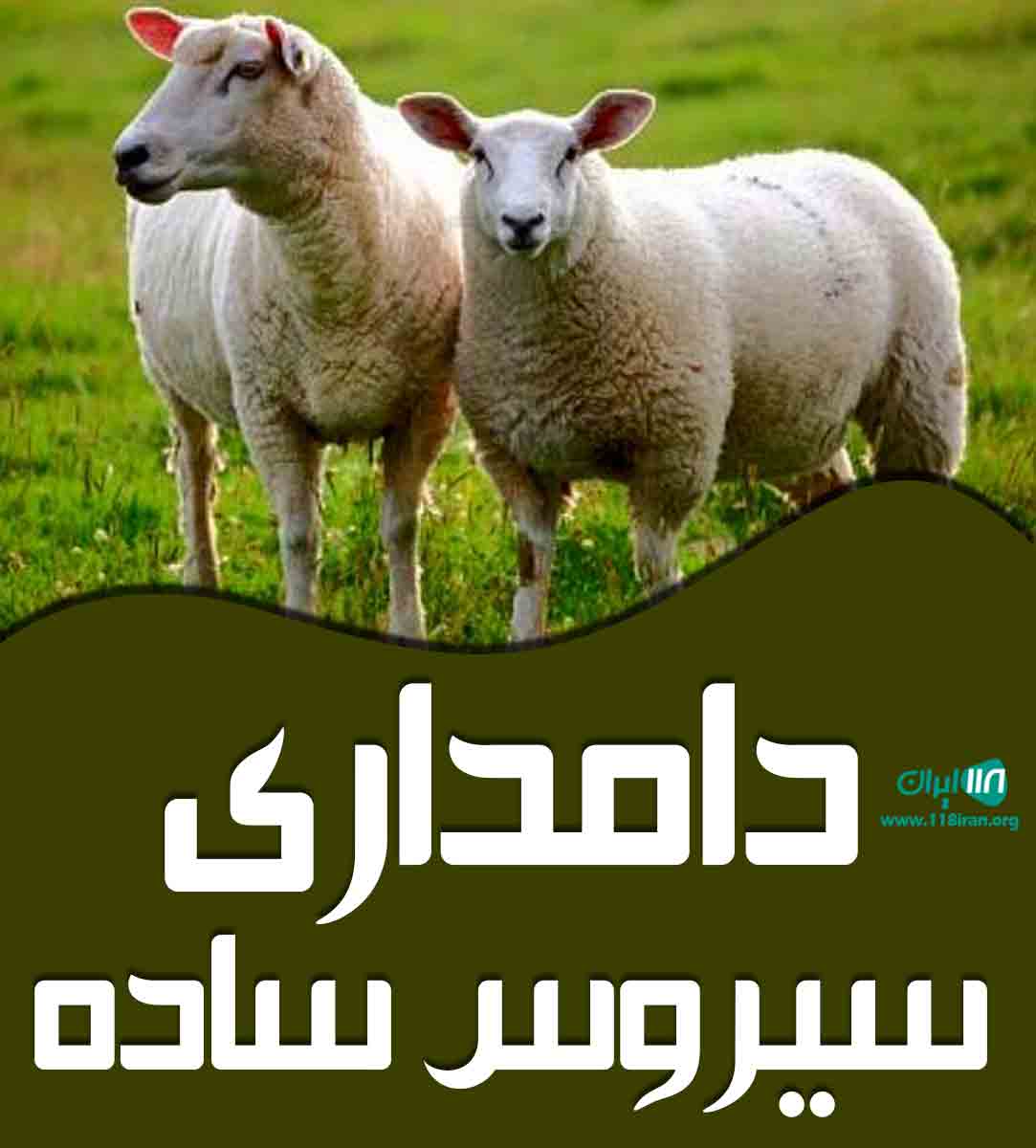 دامداری سیروس ساده در ارومیه دامداری سیروس ساده در ارومیه