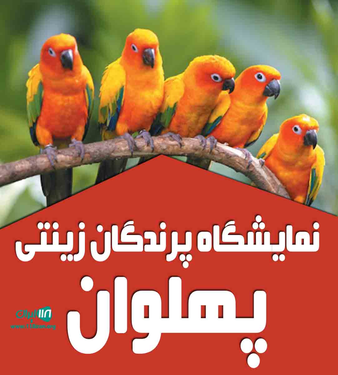 نمایشگاه پرندگان زینتی پهلوان در خراسان جنوبی