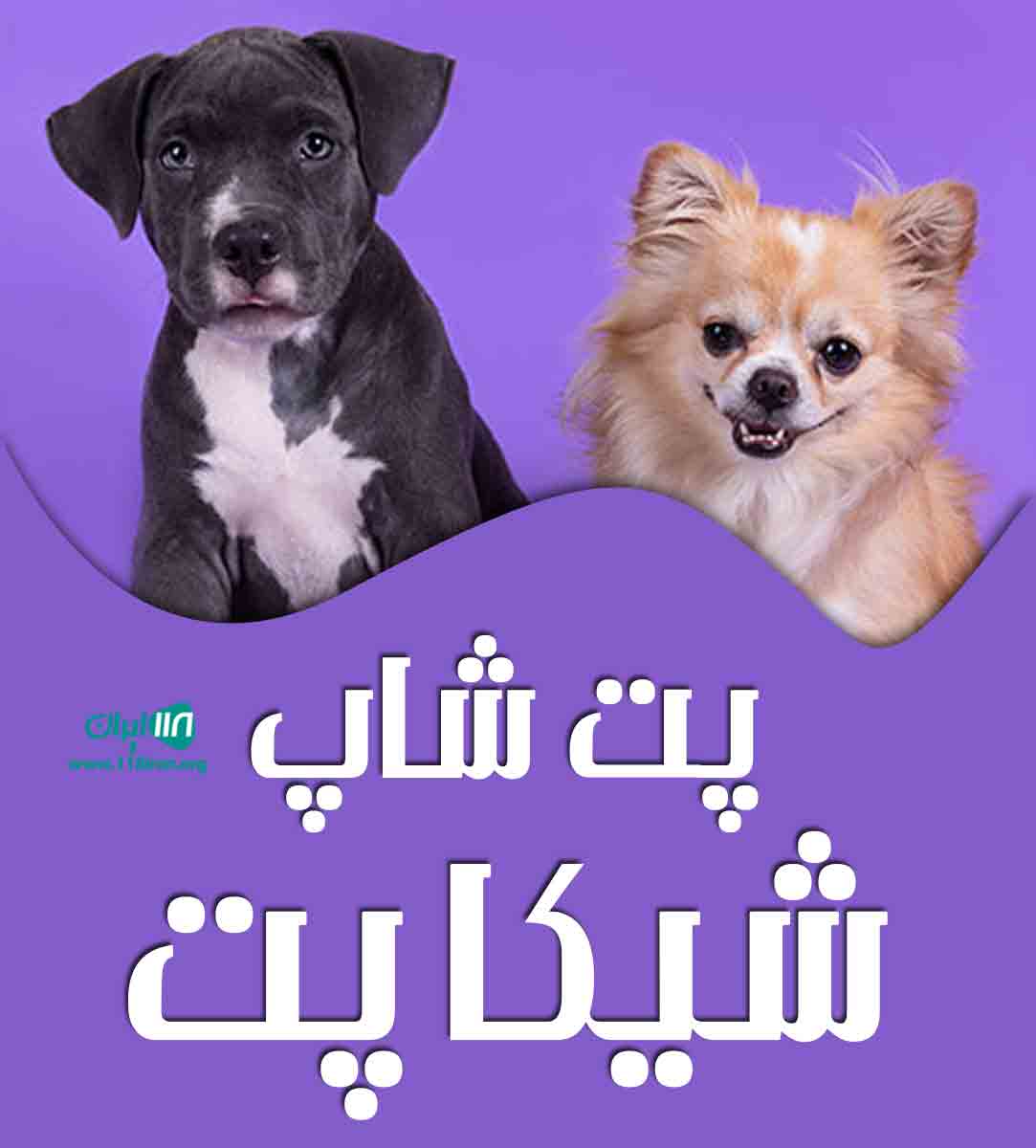 پت شاپ شیکا پت در کرج پت شاپ شیکا پت در کرج