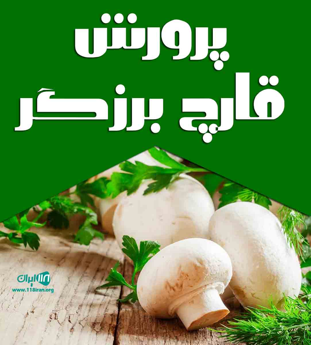 پرورش قارچ برزگر در خوی