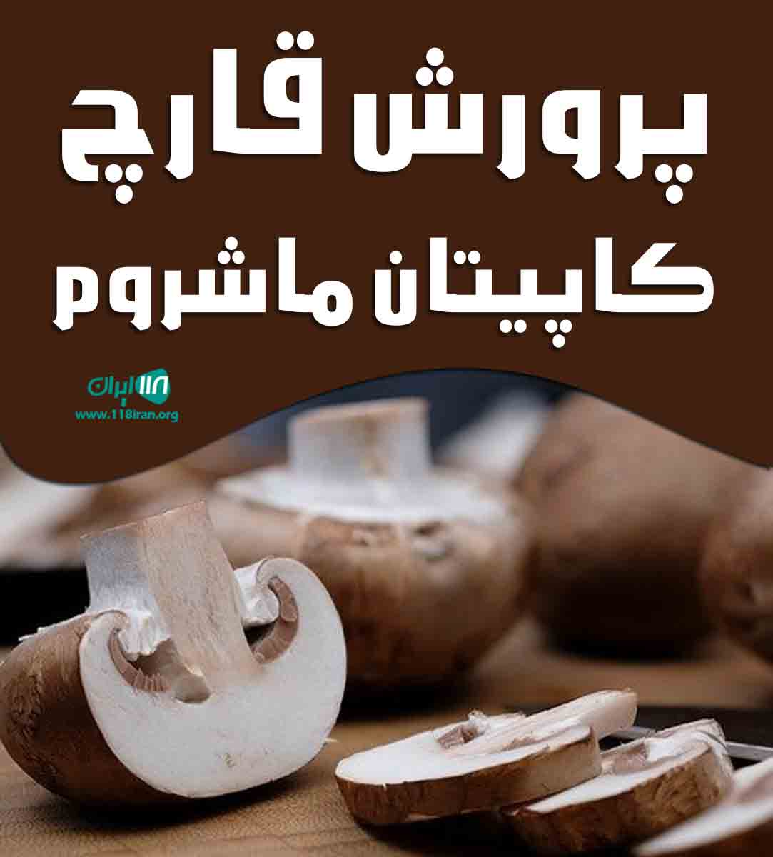 پرورش قارچ کاپیتان ماشروم در سنندج