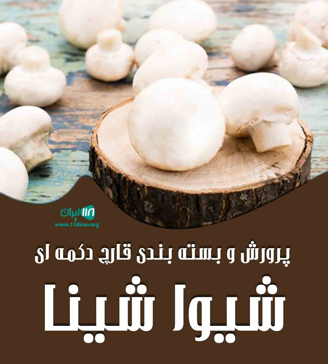 پرورش و بسته بندی قارچ دکمه ای شیوا شینا در قائمشهر