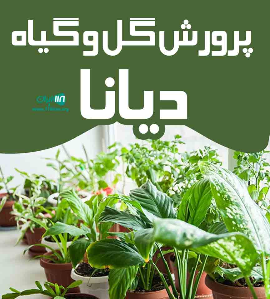 پرورش گل و گیاه دیانا در تنکابن پرورش گل و گیاه دیانا در تنکابن