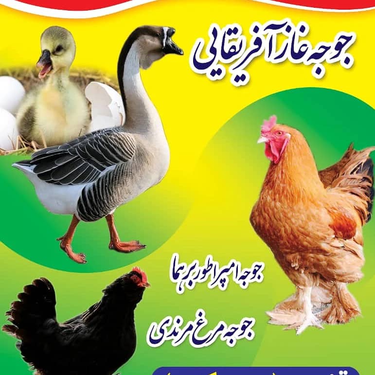 پرورش مرغ زینتی و ماکیان قنبری در سمسکنده