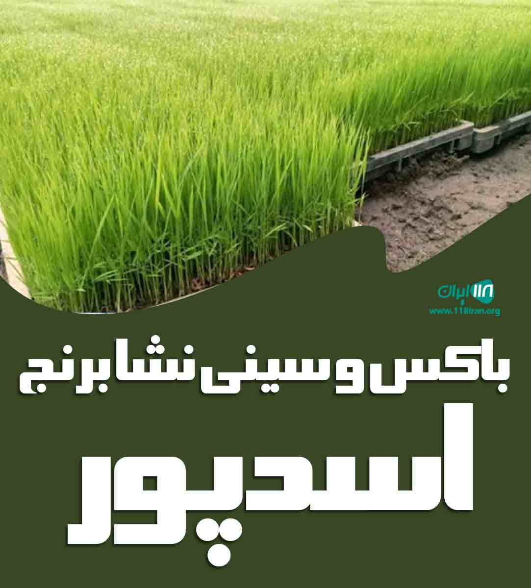 باکس و سینی نشا برنج اسدپور در آستانه اشرفیه باکس و سینی نشا برنج اسدپور در آستانه اشرفیه