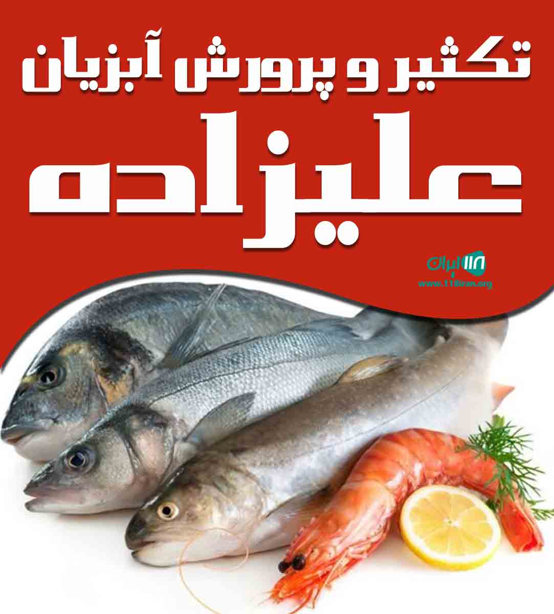 تکثیر و پرورش آبزیان علیزاده در ساری تکثیر و پرورش آبزیان علیزاده در ساری