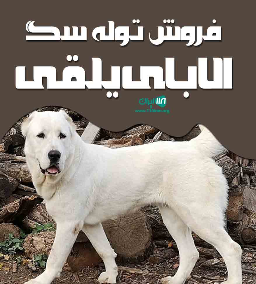 فروش توله سگ آلابای یلقی در گلستان