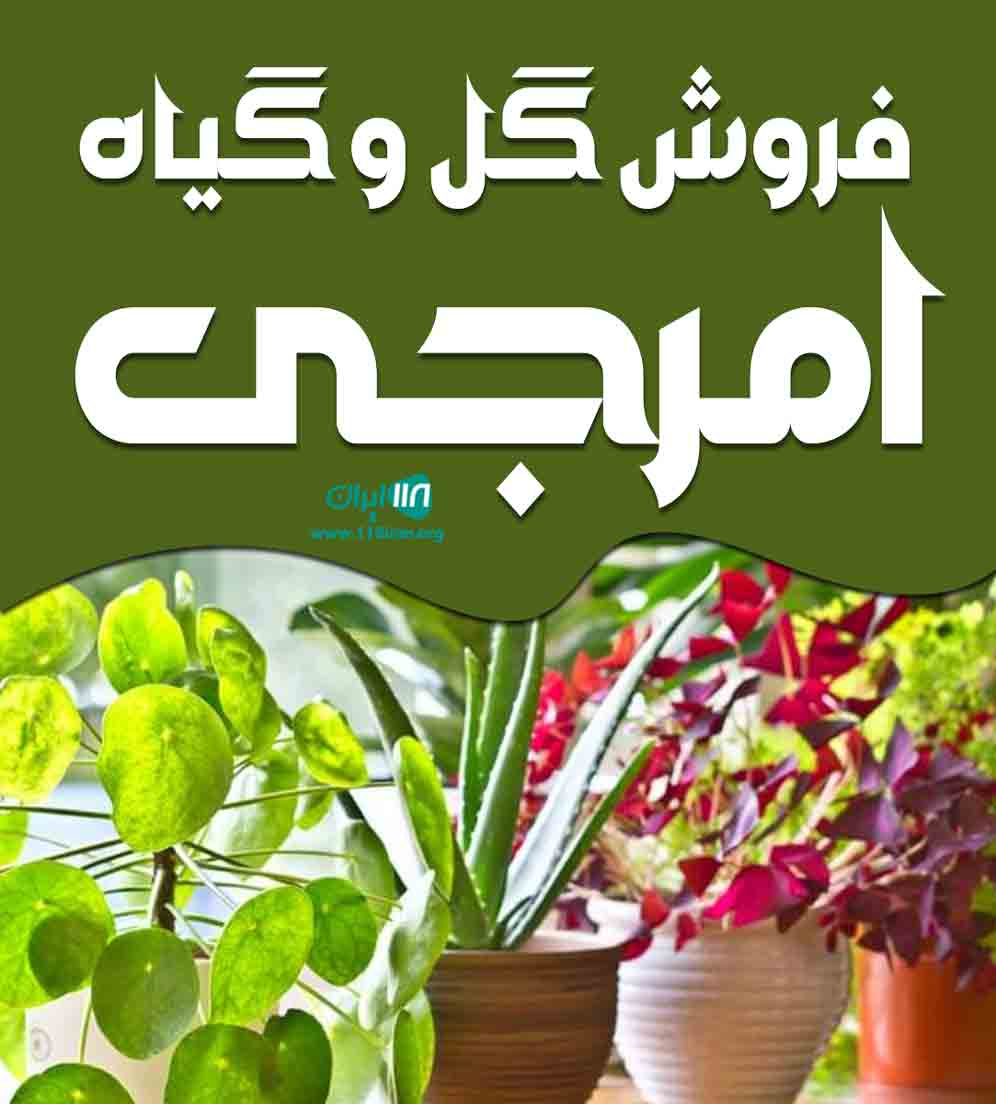 فروش گل و گیاه امرجی در مازندران فروش گل و گیاه امرجی در مازندران