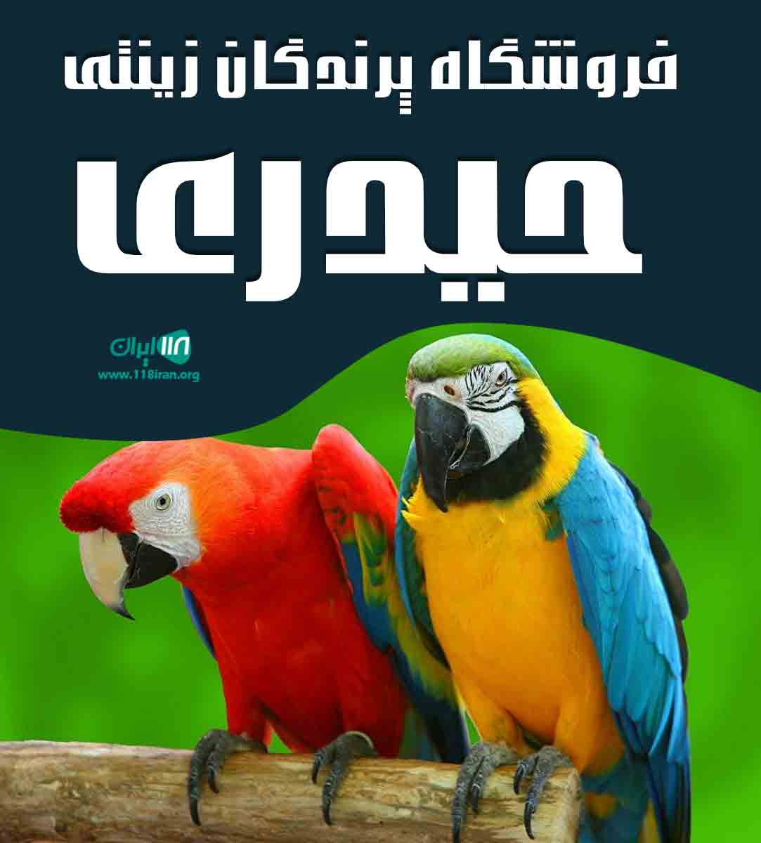 فروشگاه پرندگان زینتی حیدری در کرج فروشگاه پرندگان زینتی حیدری در کرج