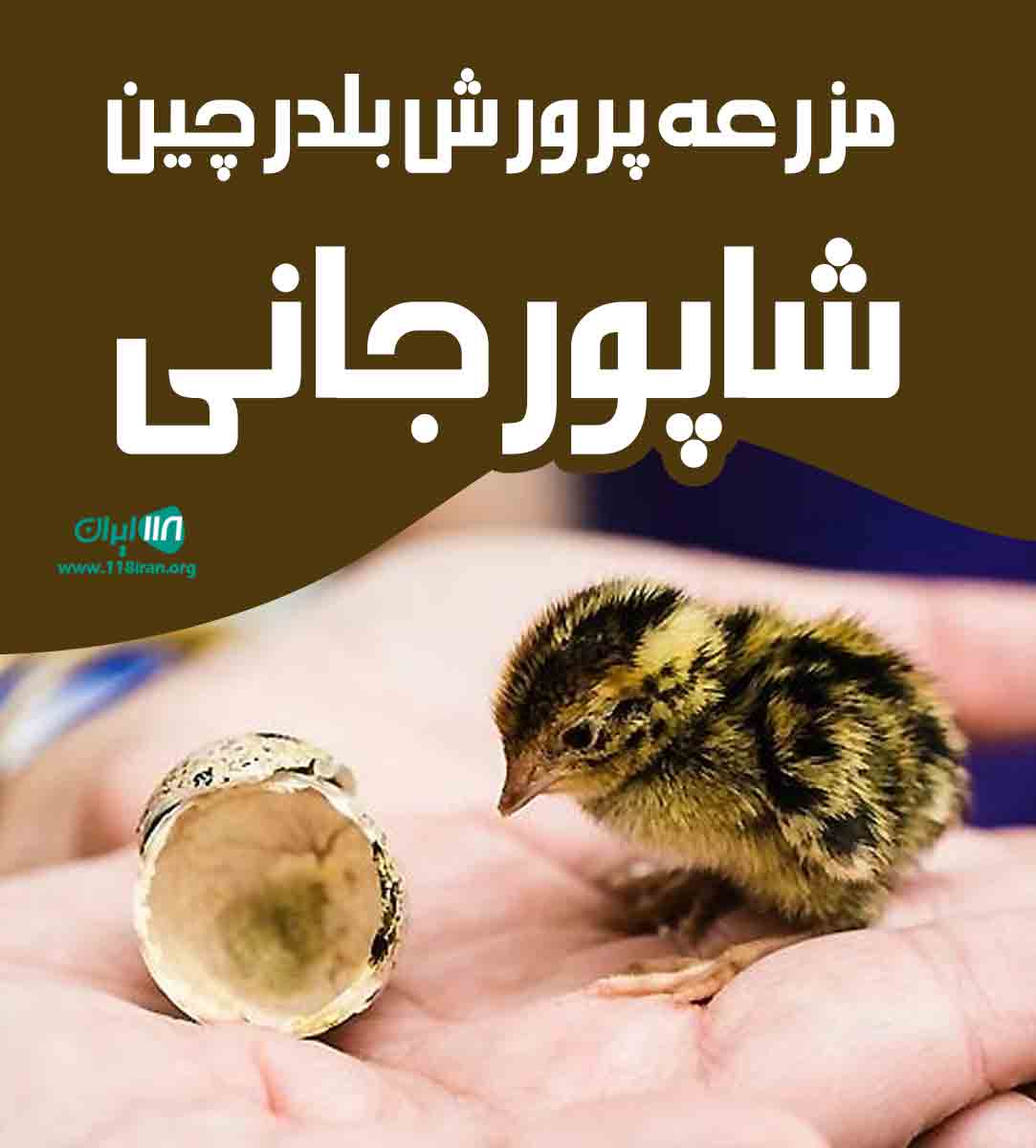 مزرعه پرورش بلدرچین شاپورجانی در شیراز مزرعه پرورش بلدرچین شاپورجانی در شیراز