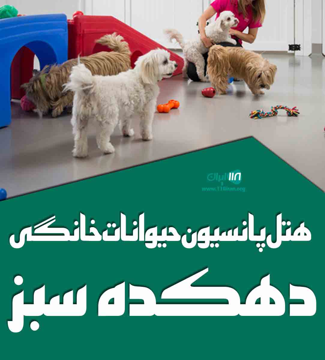 هتل پانسیون حیوانات خانگی دهکده سبز ماهدشت در کرج هتل پانسیون حیوانات خانگی دهکده سبز ماهدشت در کرج