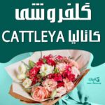 گلفروشی کاتالیا CATTLEYA در رشت