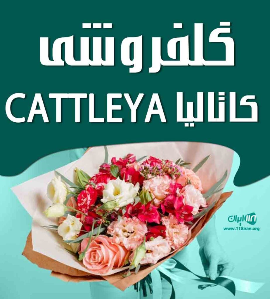 گلفروشی کاتالیا CATTLEYA در رشت