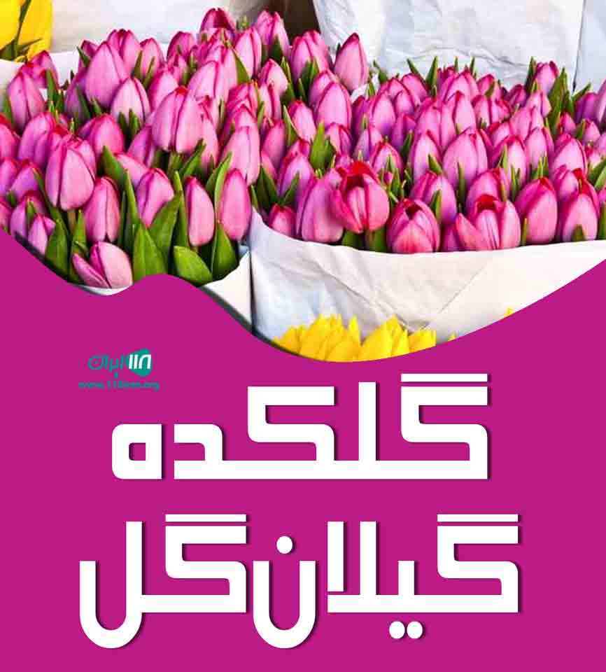 گلکده گیلان گل در رشت گلکده گیلان گل در رشت