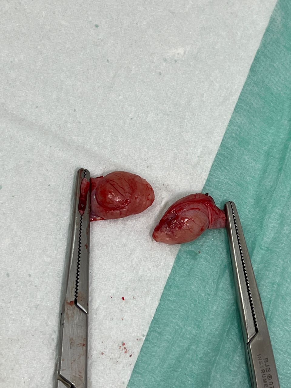 کلینیک دامپزشکی ویونا در قم کلینیک دامپزشکی ویونا در قم