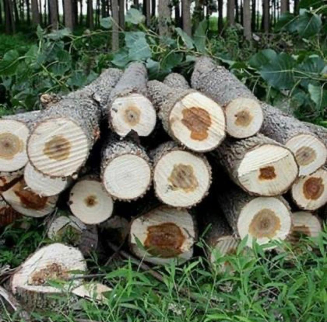 دکتر جمیل نادری کارفرمای پالت سازی صنوبر در بوکان