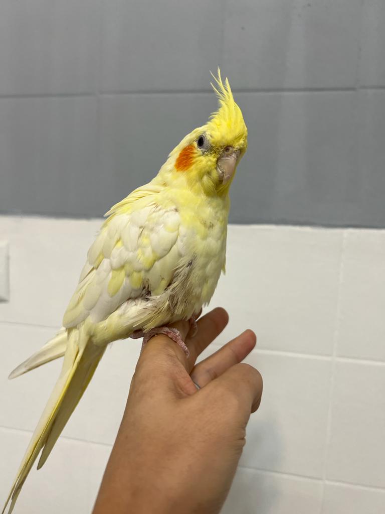 کلینیک دامپزشکی ویونا در قم کلینیک دامپزشکی ویونا در قم