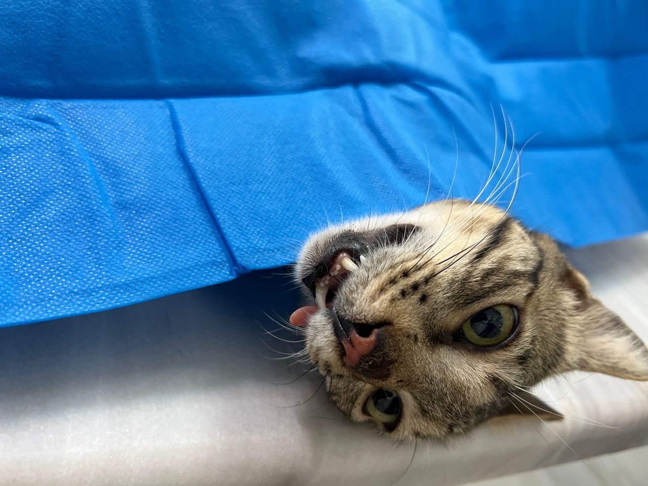 کلینیک دامپزشکی ویونا در قم کلینیک دامپزشکی ویونا در قم