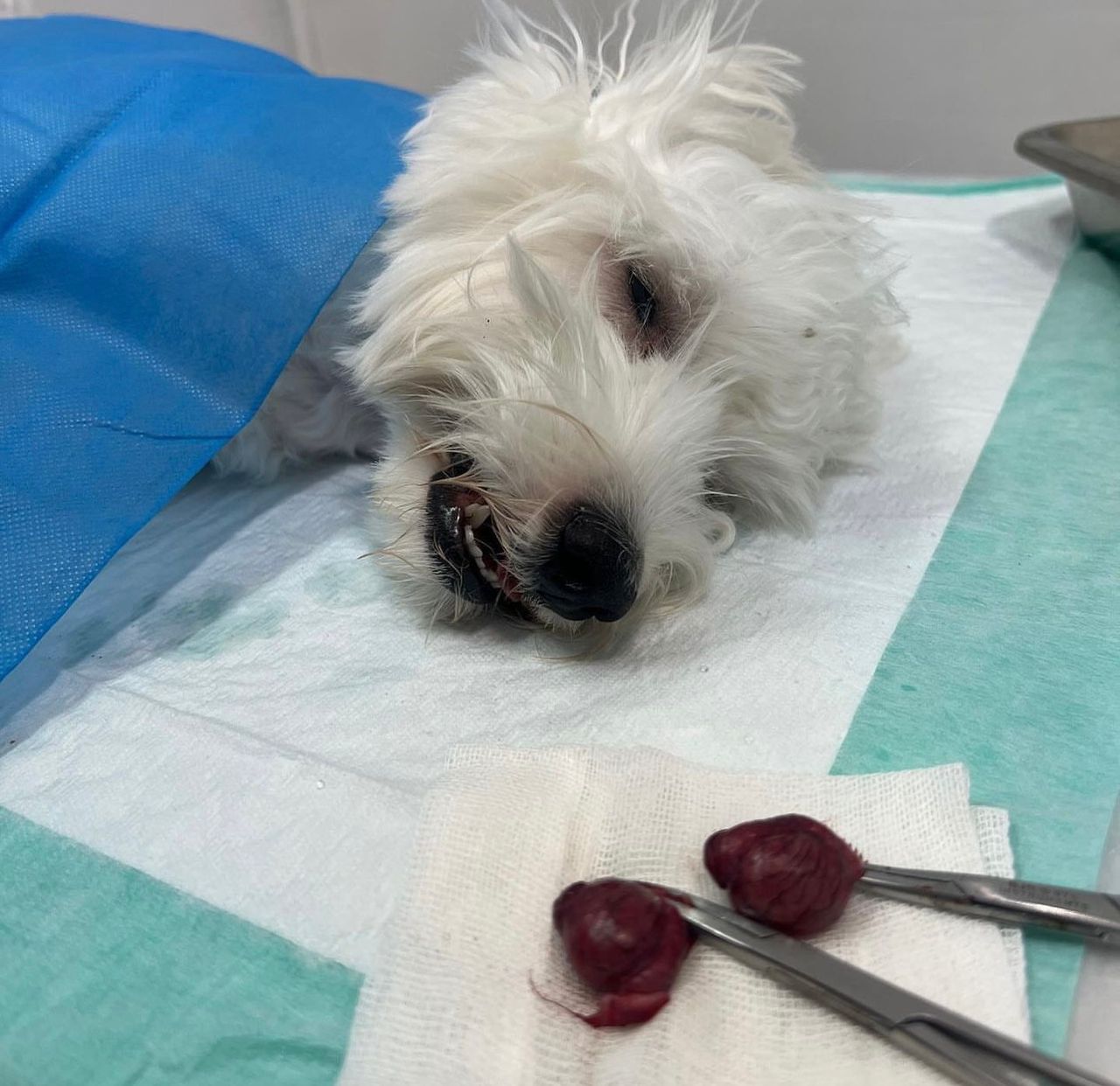 کلینیک دامپزشکی ویونا در قم کلینیک دامپزشکی ویونا در قم