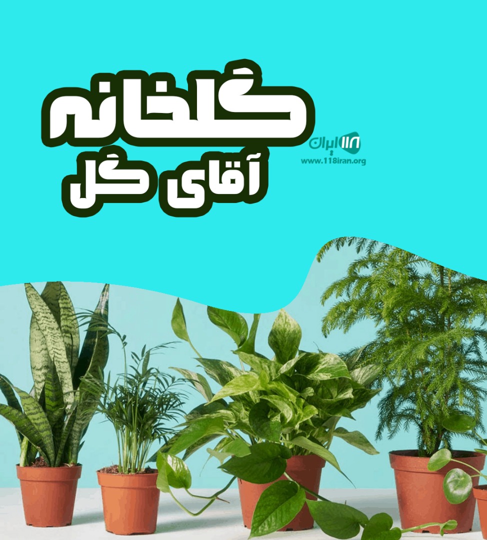 گلخانه آقای گل در قائم شهر