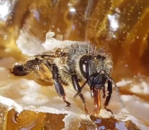 عسل آذربایجان رسول وهاب پور در مرند عسل آذربایجان رسول وهاب پور در مرند