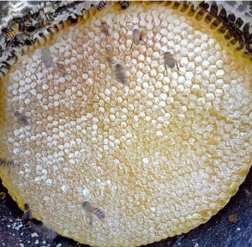 عسل آذربایجان رسول وهاب پور در مرند عسل آذربایجان رسول وهاب پور در مرند