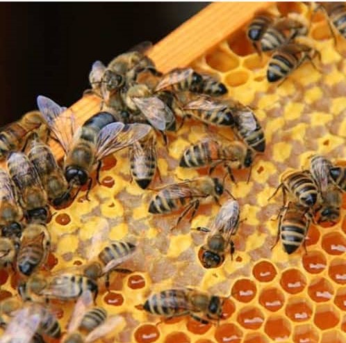 عسل آذربایجان رسول وهاب پور در مرند عسل آذربایجان رسول وهاب پور در مرند