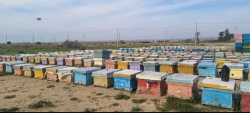 عسل آذربایجان رسول وهاب پور در مرند عسل آذربایجان رسول وهاب پور در مرند