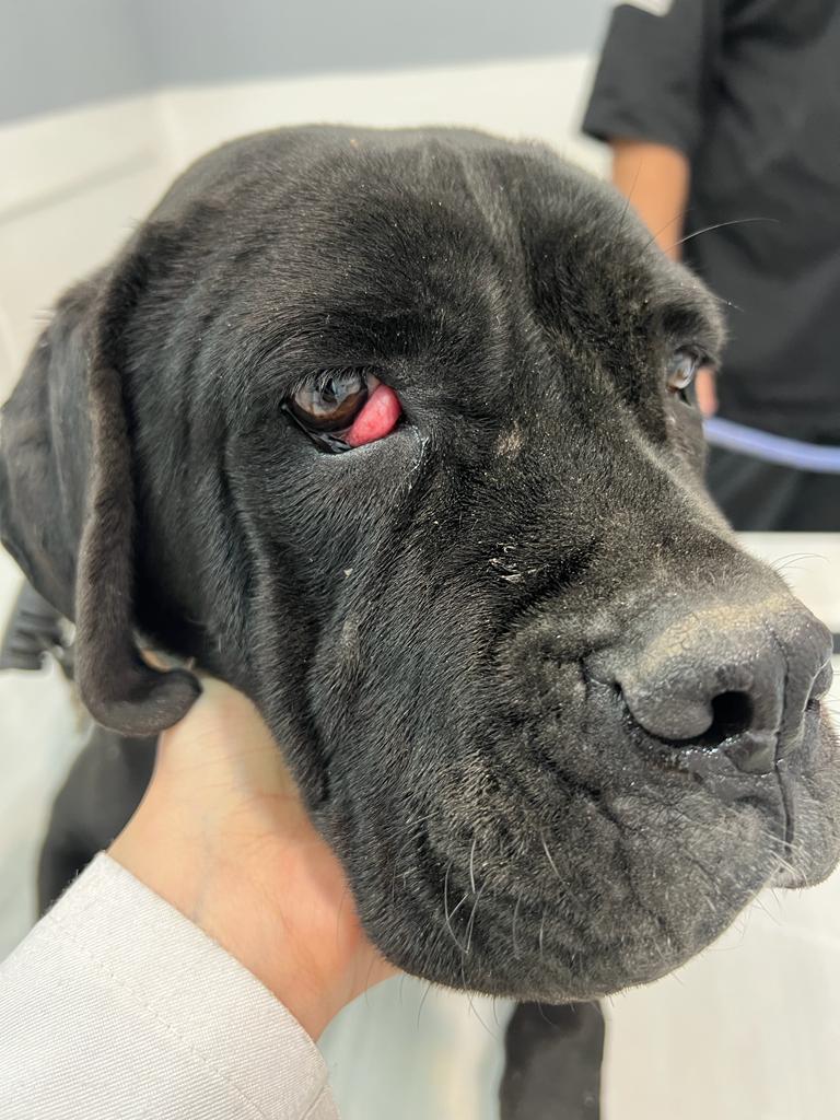 کلینیک دامپزشکی ویونا در قم کلینیک دامپزشکی ویونا در قم