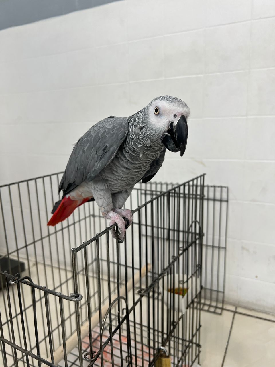 کلینیک دامپزشکی ویونا در قم کلینیک دامپزشکی ویونا در قم