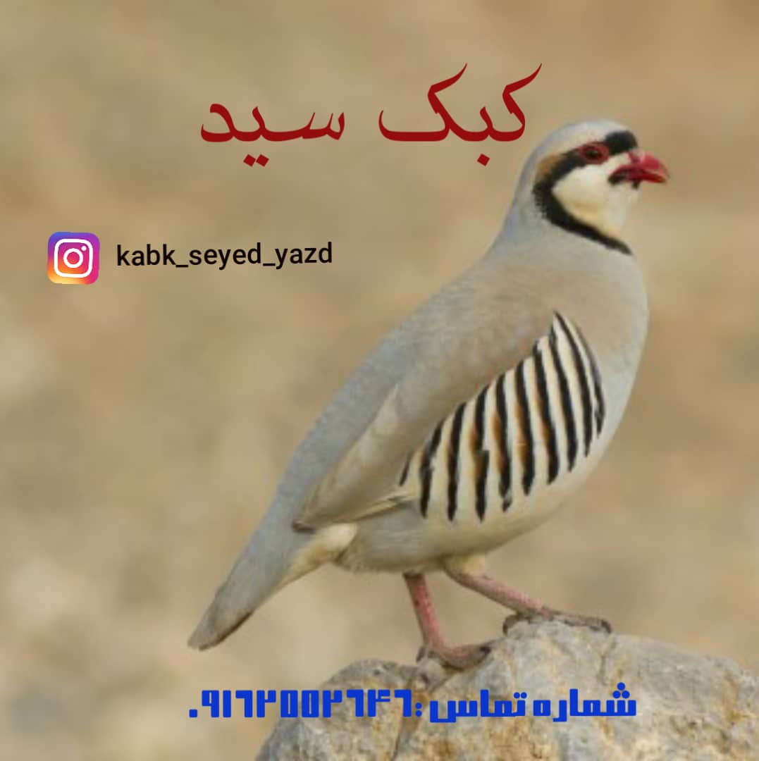 پرورش کبک سید در یزد پرورش کبک سید در یزد