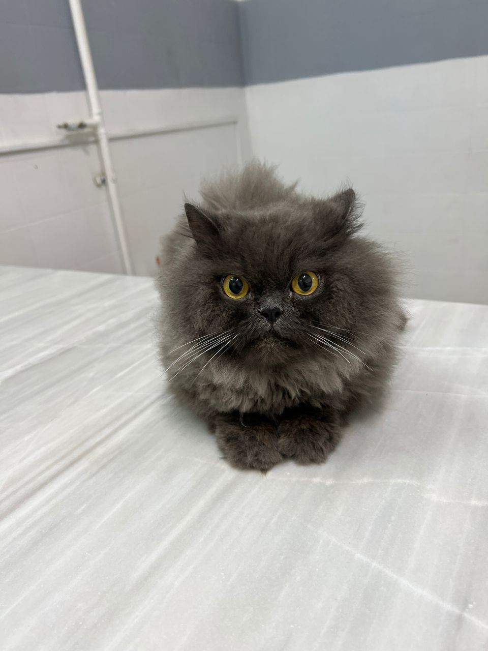 کلینیک دامپزشکی ویونا در قم کلینیک دامپزشکی ویونا در قم