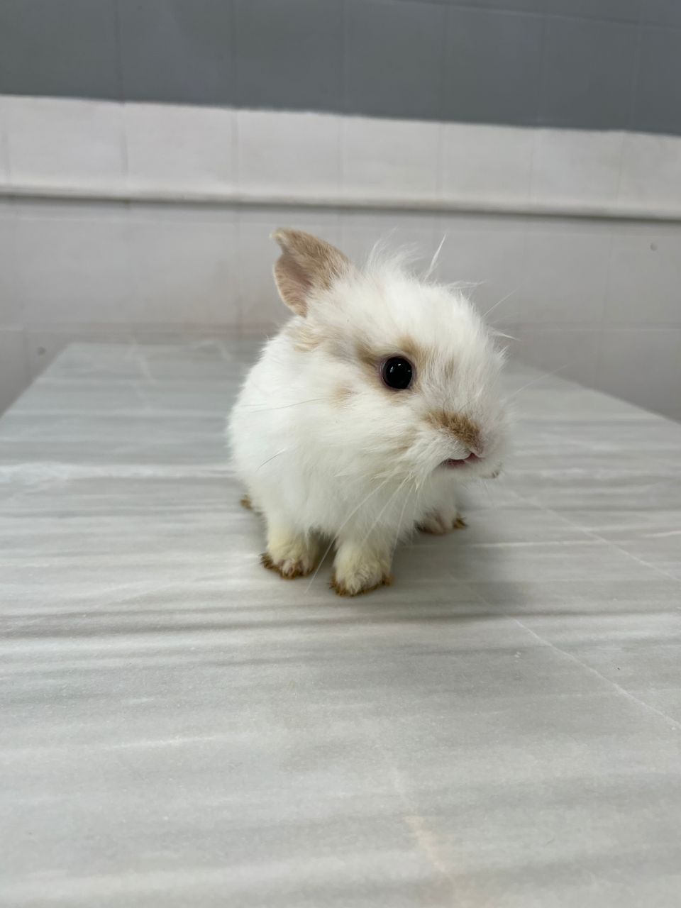 کلینیک دامپزشکی ویونا در قم کلینیک دامپزشکی ویونا در قم