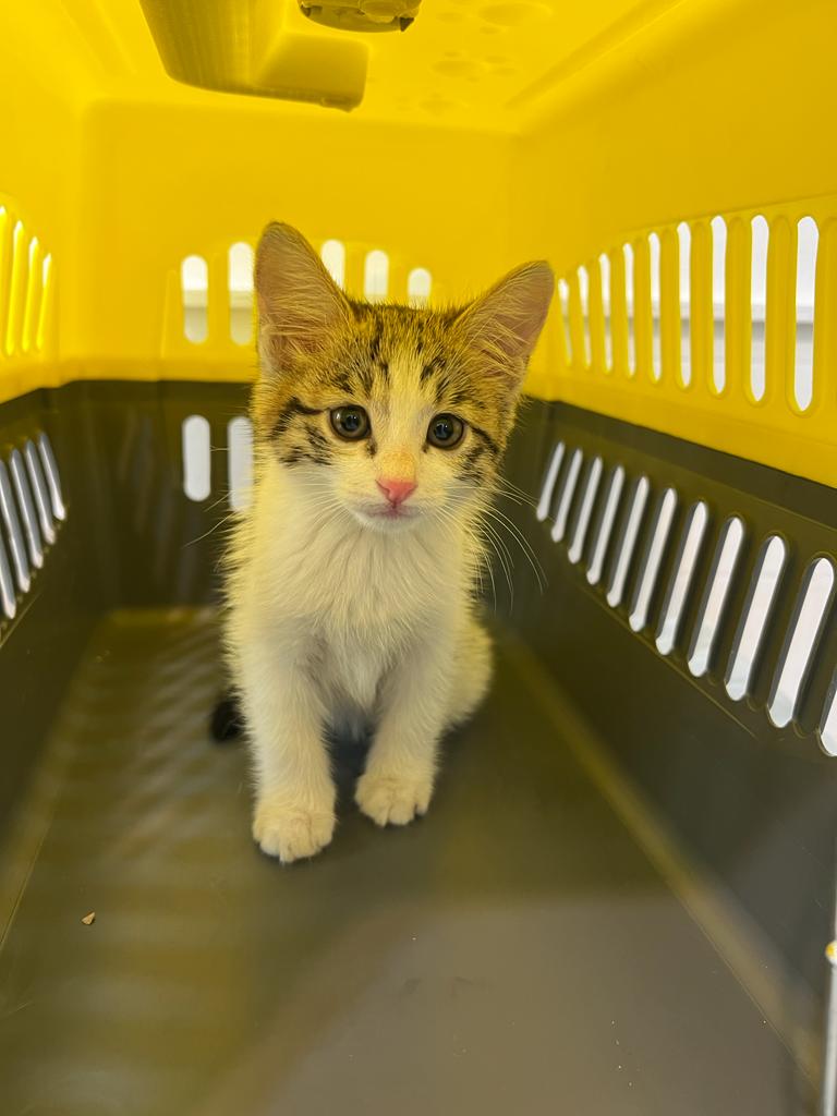 کلینیک دامپزشکی ویونا در قم کلینیک دامپزشکی ویونا در قم