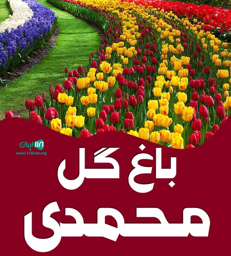 باغ گل محمدی در ایلام باغ گل محمدی در ایلام