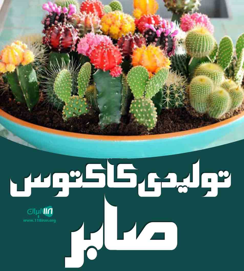 تولیدی کاکتوس صابر در کرج تولیدی کاکتوس صابر در کرج