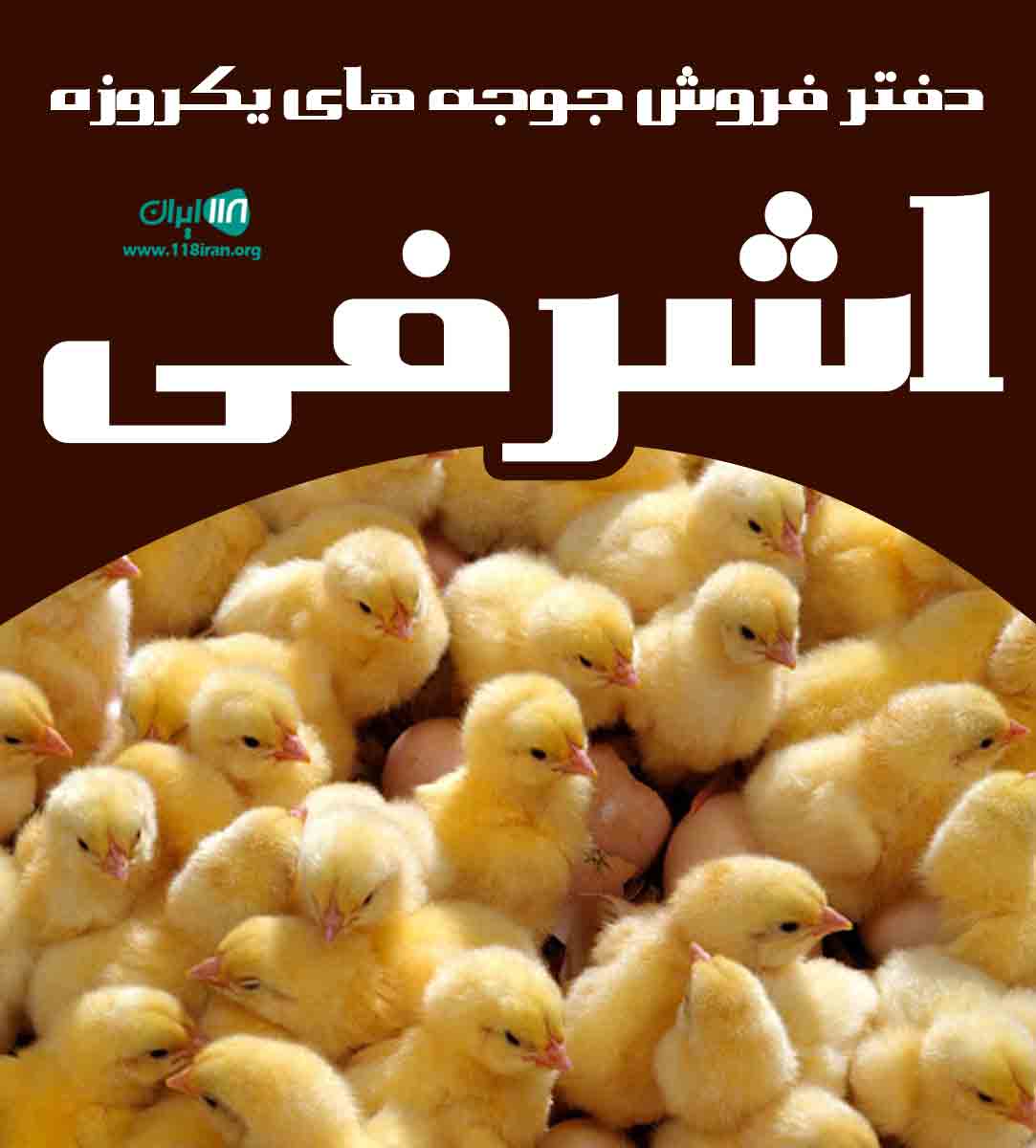 دفتر فروش جوجه های یکروزه اشرفی در آستانه اشرفیه دفتر فروش جوجه های یکروزه اشرفی در آستانه اشرفیه
