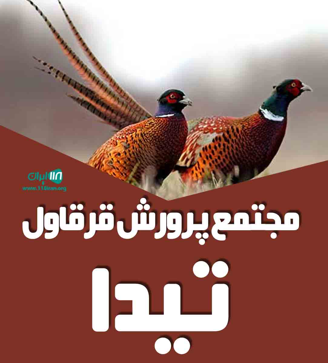 مجتمع پرورش قرقاول تیدا در لرستان مجتمع پرورش قرقاول تیدا در لرستان
