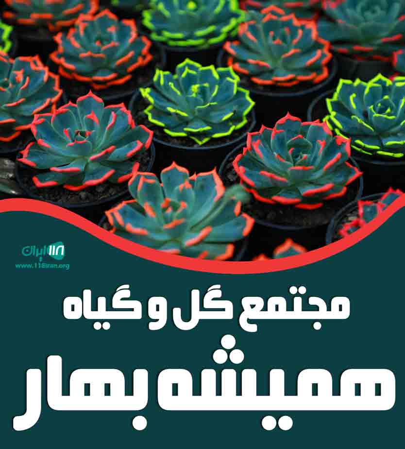 مجتمع گل و گیاه همیشه بهار در چابکسر