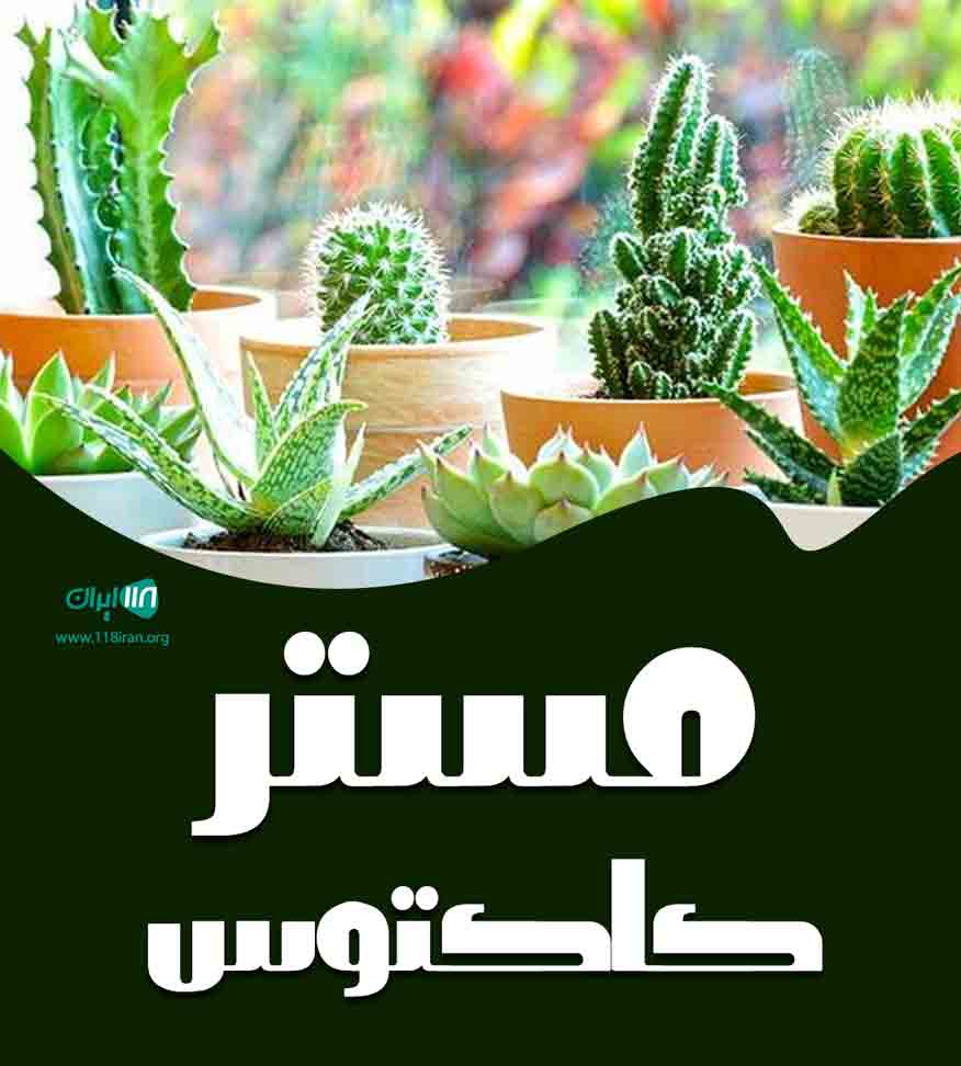 گلخانه مستر کاکتوس در قزوین گلخانه مستر کاکتوس در قزوین