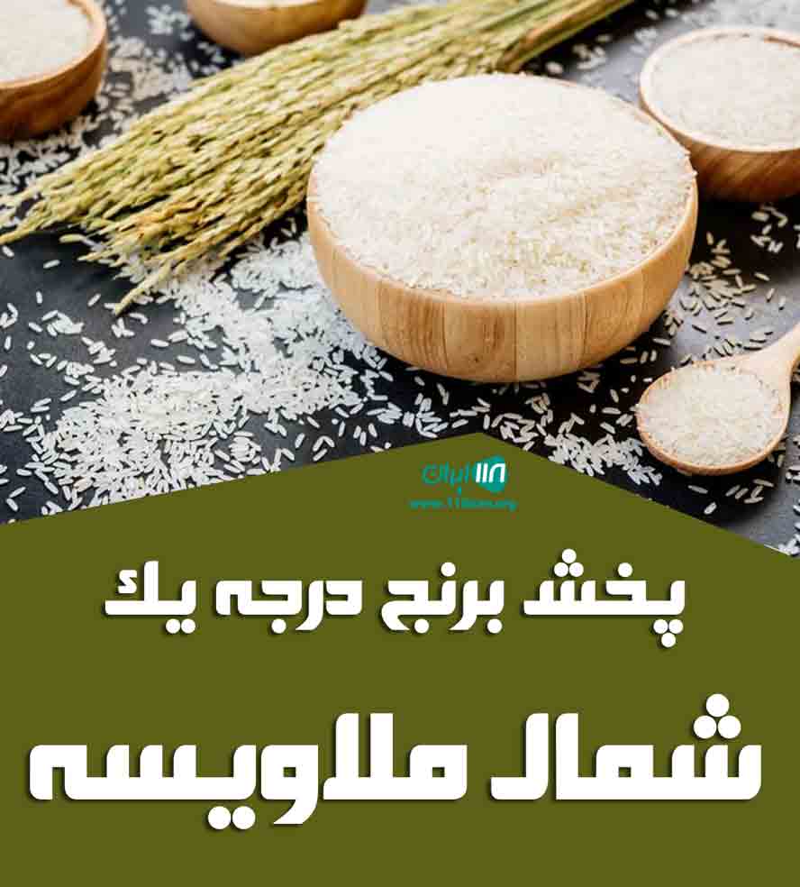 پخش برنج درجه یک شمال ملاویسه در آذربایجان شرقی