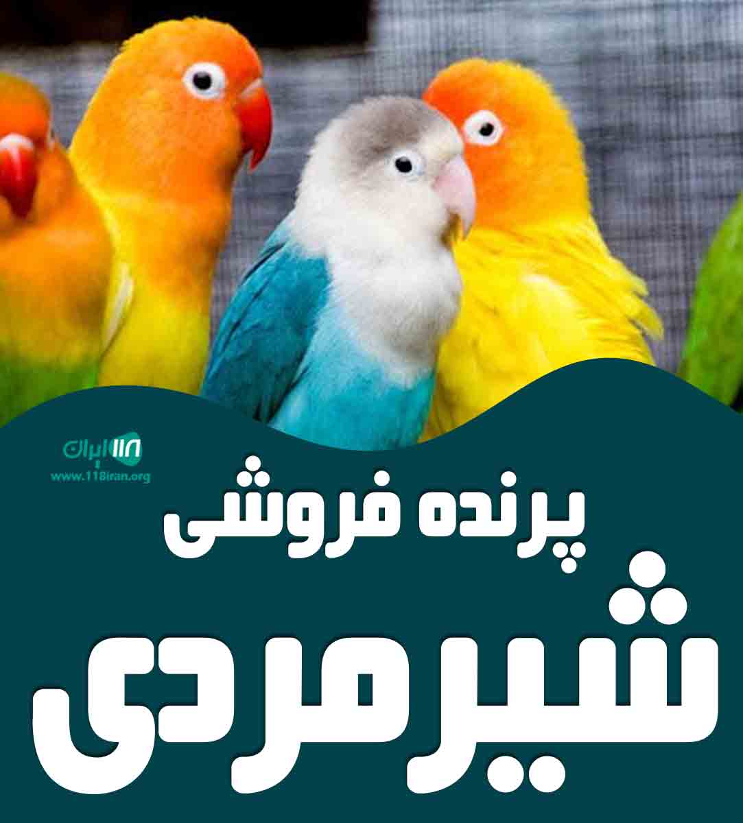 پرنده فروشی شیرمردی در خوزستان