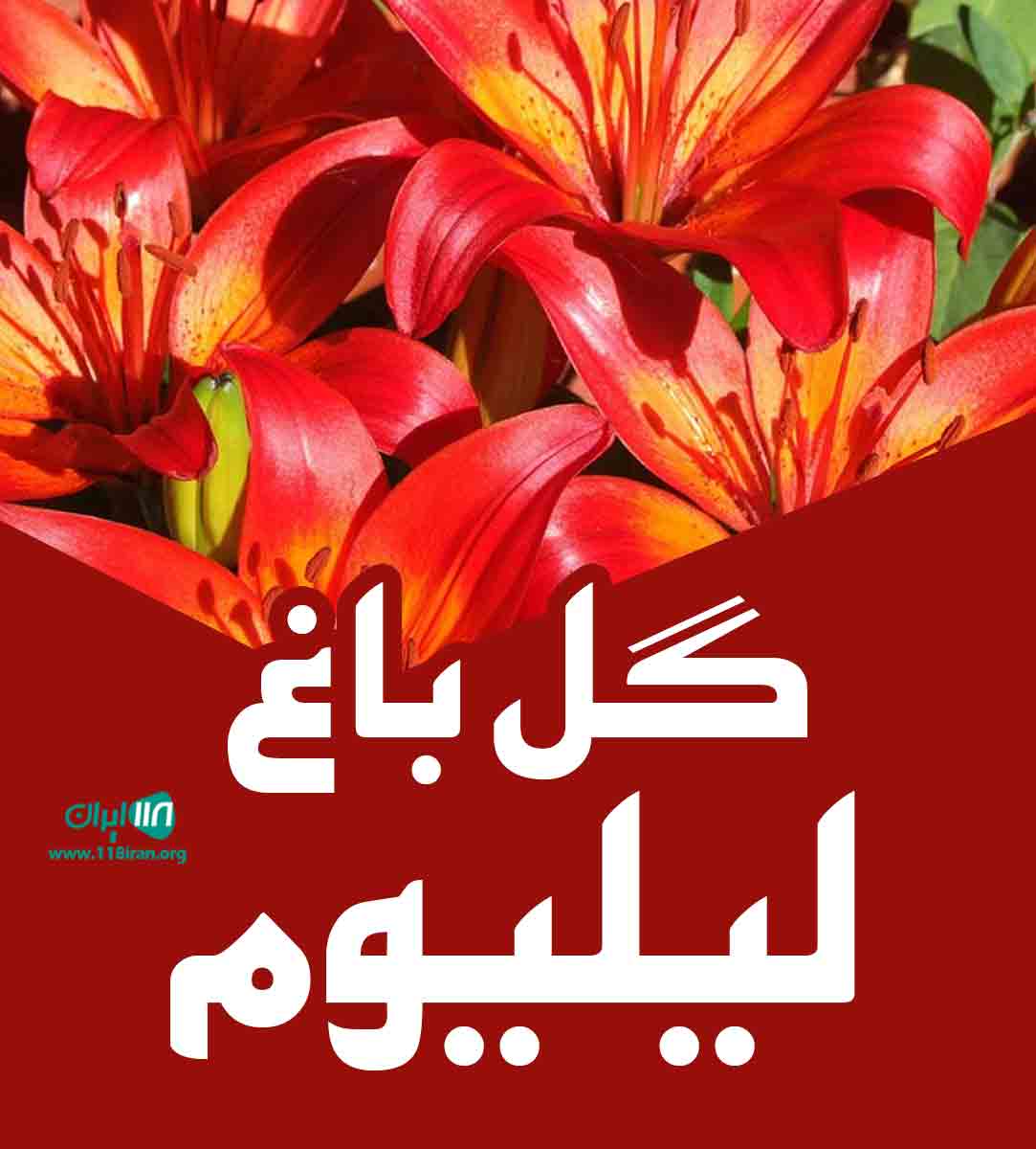 گل باغ لیلیوم در نشتارود مازندران گل باغ لیلیوم در نشتارود مازندران