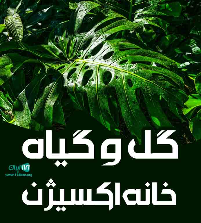 گل و گیاه خانه اکسیژن در سلمانشهر گل و گیاه خانه اکسیژن در سلمانشهر